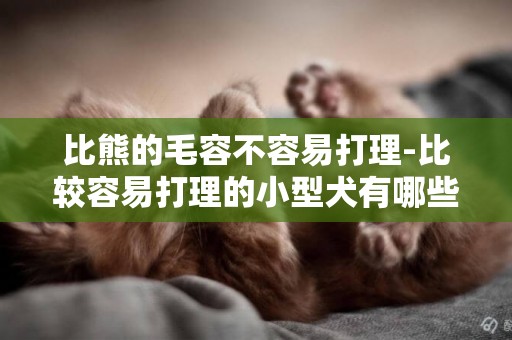 比熊的毛容不容易打理-比較容易打理的小型犬有哪些