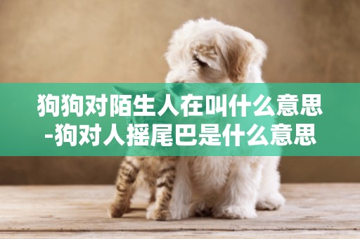 狗狗對陌生人在叫什么意思-狗對人搖尾巴是什么意思