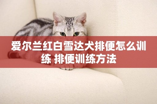 愛爾蘭紅白雪達犬排便怎么訓練 排便訓練方法