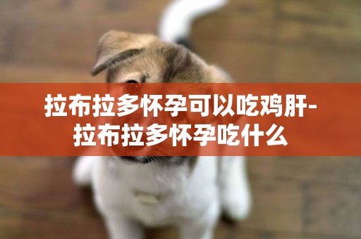 拉布拉多懷孕可以吃雞肝-拉布拉多懷孕吃什么