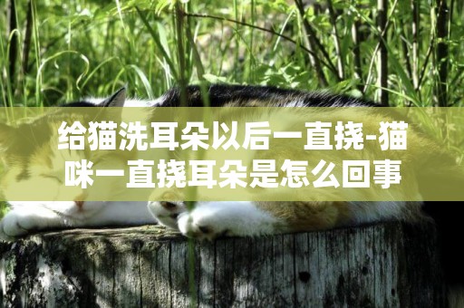 給貓洗耳朵以后一直撓-貓咪一直撓耳朵是怎么回事