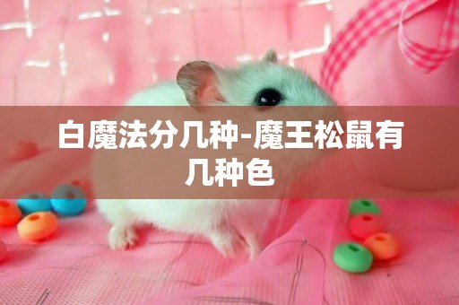 白魔法分幾種-魔王松鼠有幾種色