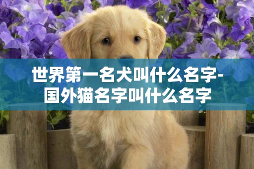 世界第一名犬叫什么名字-國外貓名字叫什么名字