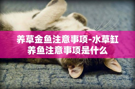 養草金魚注意事項-水草缸養魚注意事項是什么