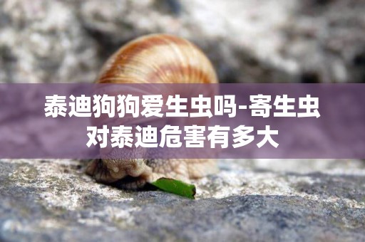 泰迪狗狗愛生蟲嗎-寄生蟲對泰迪危害有多大