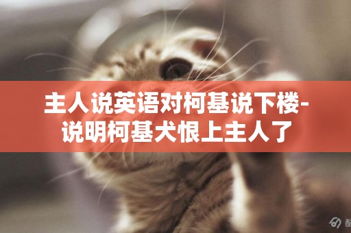 主人說英語對柯基說下樓-說明柯基犬恨上主人了