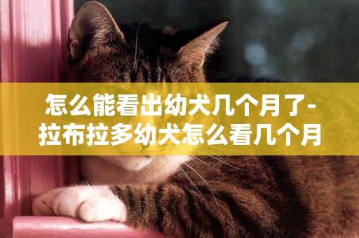 怎么能看出幼犬幾個月了-拉布拉多幼犬怎么看幾個月
