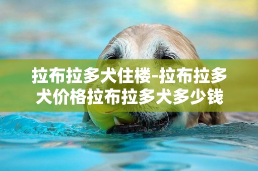 拉布拉多犬住樓-拉布拉多犬價格拉布拉多犬多少錢