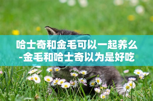哈士奇和金毛可以一起養么-金毛和哈士奇以為是好吃的