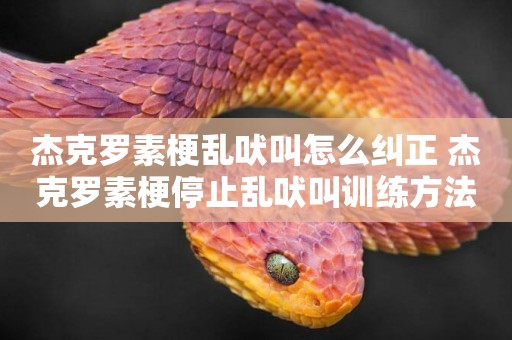 杰克羅素梗亂吠叫怎么糾正 杰克羅素梗停止亂吠叫訓練方法