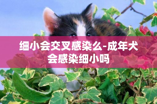 細小會交叉感染么-成年犬會感染細小嗎