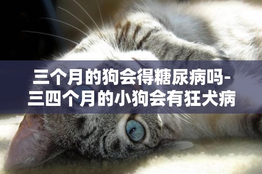 三個月的狗會得糖尿病嗎-三四個月的小狗會有狂犬病嗎