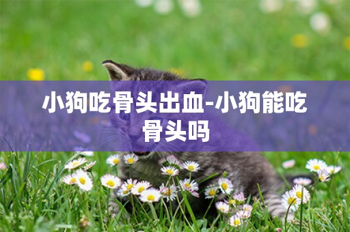 小狗吃骨頭出血-小狗能吃骨頭嗎