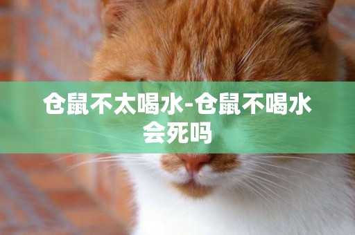 倉鼠不太喝水-倉鼠不喝水會死嗎
