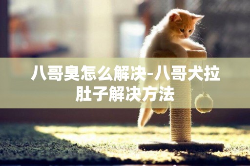 八哥臭怎么解決-八哥犬拉肚子解決方法