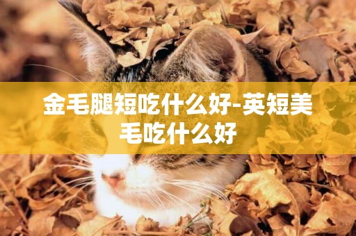 金毛腿短吃什么好-英短美毛吃什么好