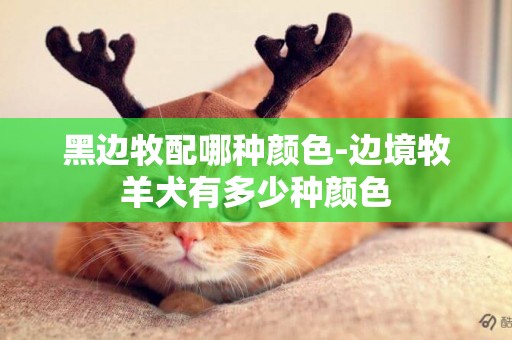 黑邊牧配哪種顏色-邊境牧羊犬有多少種顏色