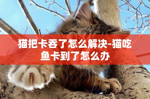 貓把卡吞了怎么解決-貓吃魚卡到了怎么辦