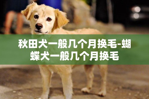 秋田犬一般幾個月換毛-蝴蝶犬一般幾個月換毛