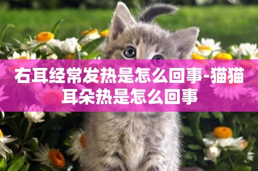 右耳經常發熱是怎么回事-貓貓耳朵熱是怎么回事