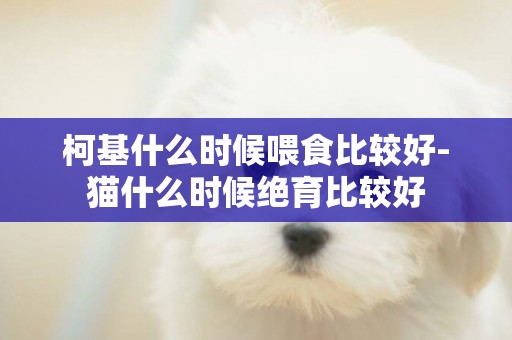 柯基什么時候喂食比較好-貓什么時候絕育比較好