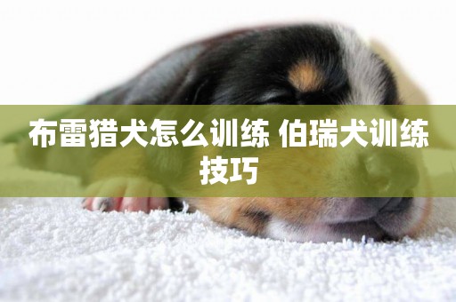 布雷獵犬怎么訓練 伯瑞犬訓練技巧 布雷獵犬怎么訓練 伯瑞犬訓練技巧
