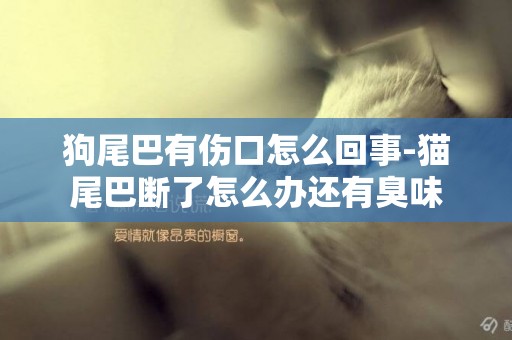 狗尾巴有傷口怎么回事-貓尾巴斷了怎么辦還有臭味