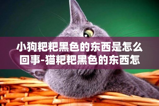 小狗粑粑黑色的東西是怎么回事-貓粑粑黑色的東西怎么回事