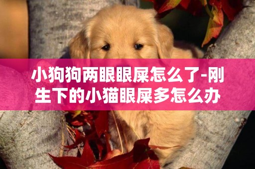 小狗狗兩眼眼屎怎么了-剛生下的小貓眼屎多怎么辦