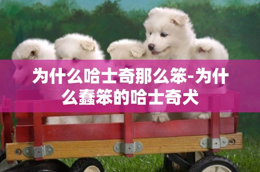 為什么哈士奇那么笨-為什么蠢笨的哈士奇犬