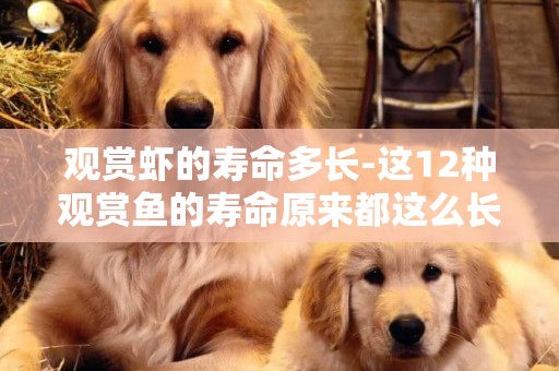 觀賞蝦的壽命多長-這12種觀賞魚的壽命原來都這么長