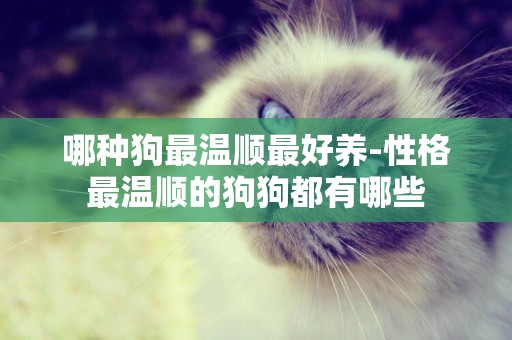 哪種狗最溫順最好養-性格最溫順的狗狗都有哪些