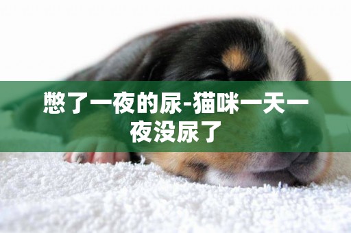 憋了一夜的尿-貓咪一天一夜沒尿了