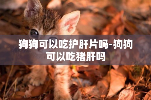 狗狗可以吃護肝片嗎-狗狗可以吃豬肝嗎