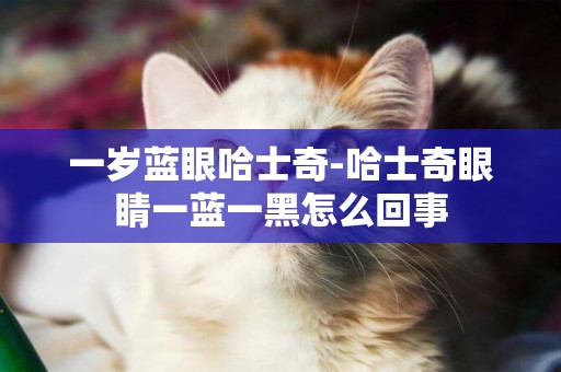 一歲藍眼哈士奇-哈士奇眼睛一藍一黑怎么回事