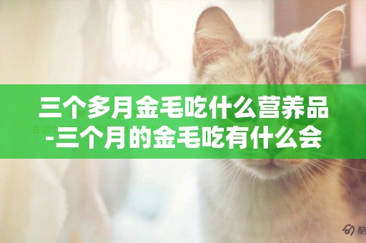 三個多月金毛吃什么營養品-三個月的金毛吃有什么會