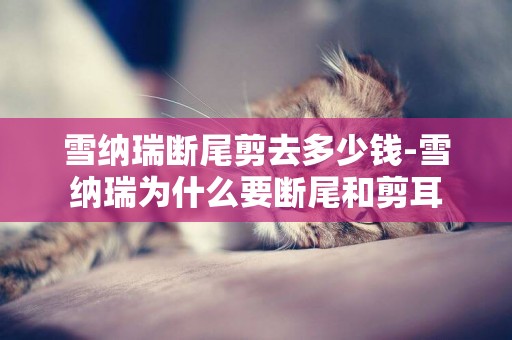 雪納瑞斷尾剪去多少錢-雪納瑞為什么要斷尾和剪耳