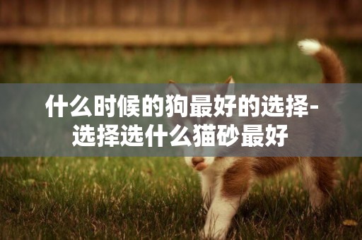什么時候的狗最好的選擇-選擇選什么貓砂最好