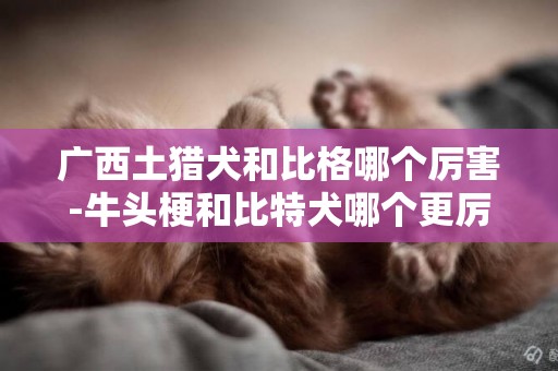 廣西土獵犬和比格哪個厲害-牛頭梗和比特犬哪個更厲害