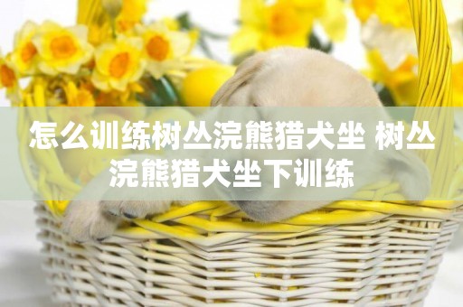 怎么訓練樹叢浣熊獵犬坐 樹叢浣熊獵犬坐下訓練