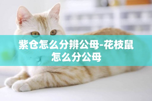 紫倉怎么分辨公母-花枝鼠怎么分公母