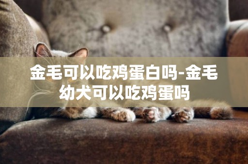 金毛可以吃雞蛋白嗎-金毛幼犬可以吃雞蛋嗎