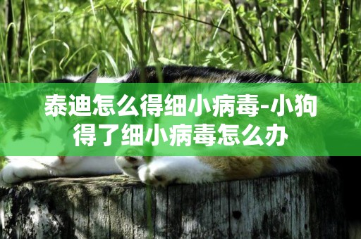 泰迪怎么得細小病毒-小狗得了細小病毒怎么辦