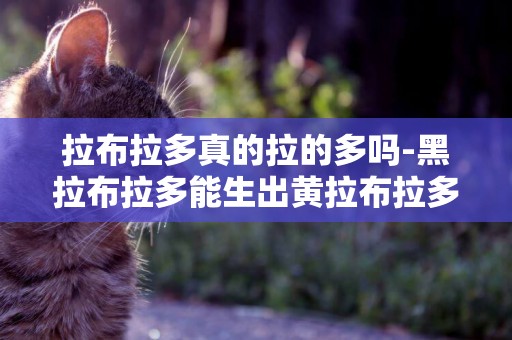 拉布拉多真的拉的多嗎-黑拉布拉多能生出黃拉布拉多嗎