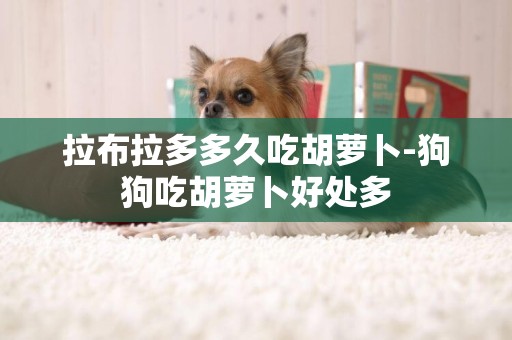 拉布拉多多久吃胡蘿卜-狗狗吃胡蘿卜好處多
