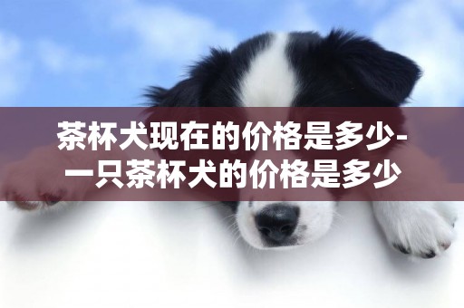 茶杯犬現在的價格是多少-一只茶杯犬的價格是多少
