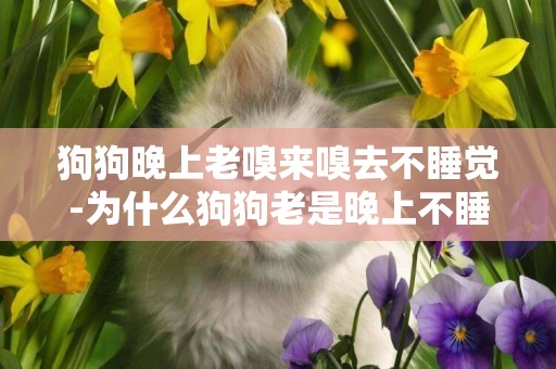 狗狗晚上老嗅來嗅去不睡覺-為什么狗狗老是晚上不睡覺