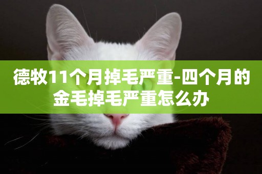 德牧11個月掉毛嚴重-四個月的金毛掉毛嚴重怎么辦