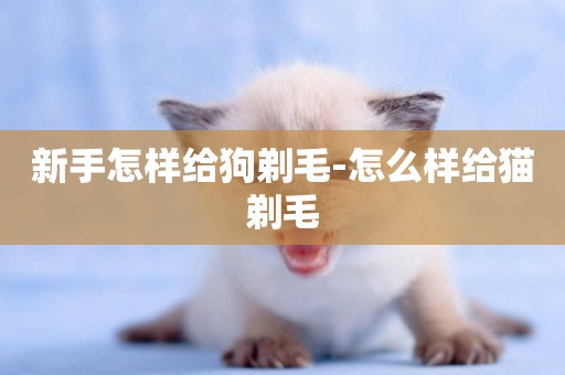 新手怎樣給狗剃毛-怎么樣給貓剃毛