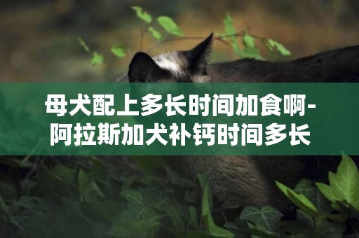 母犬配上多長時間加食啊-阿拉斯加犬補鈣時間多長